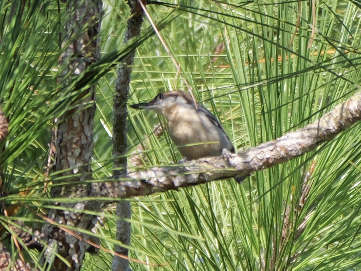 Brown-headed Nuthatch - ML641935961