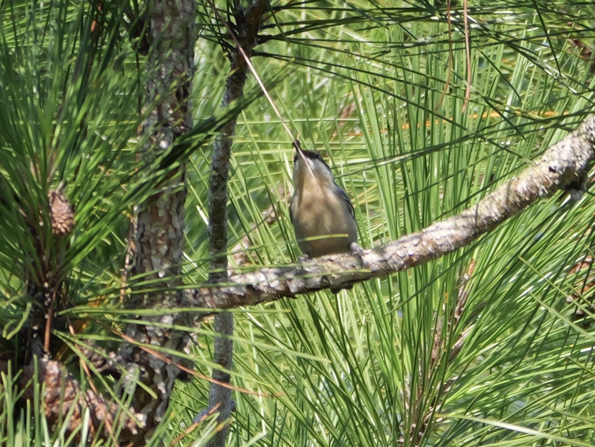 Brown-headed Nuthatch - ML641935964