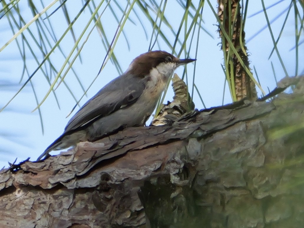 Brown-headed Nuthatch - ML641935965