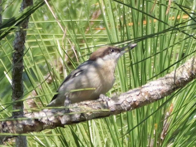 Brown-headed Nuthatch - ML641935966