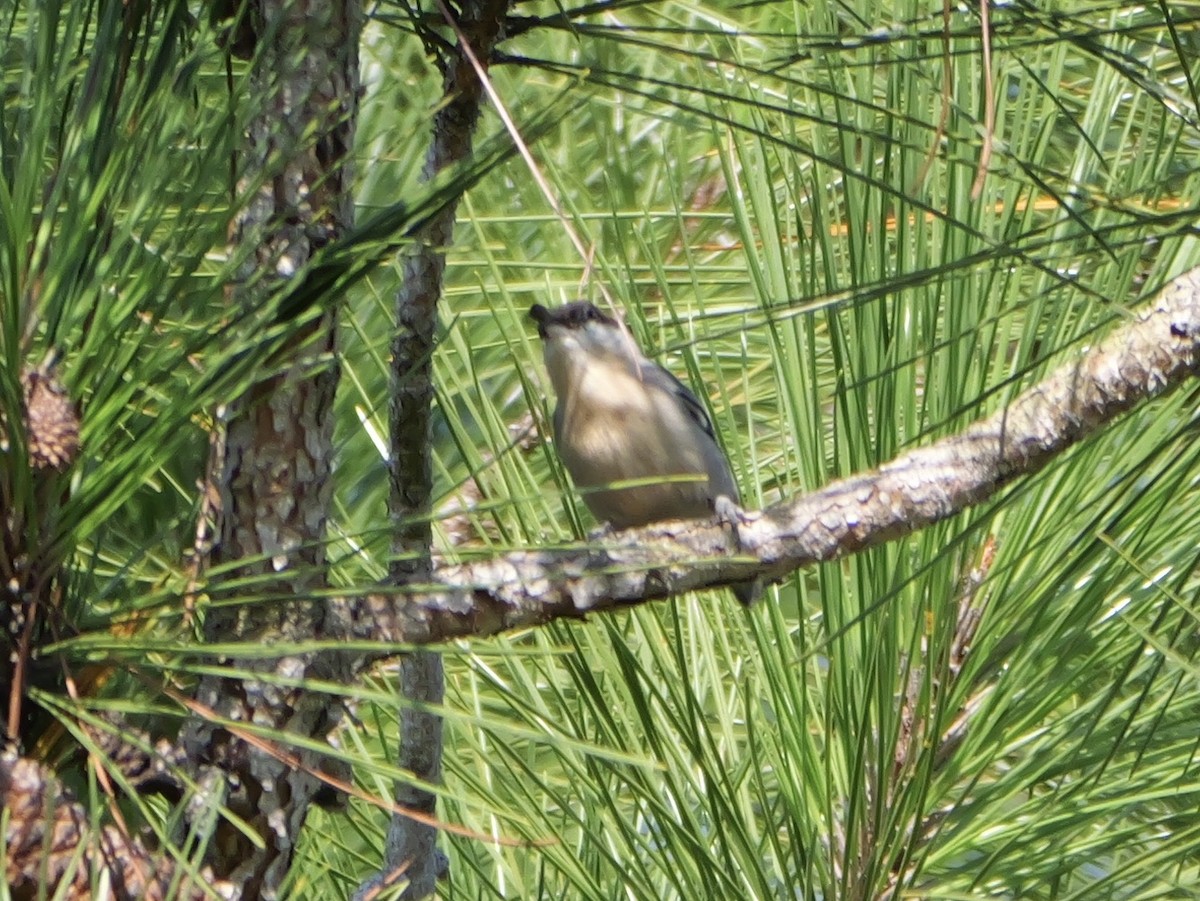 Brown-headed Nuthatch - ML641935967