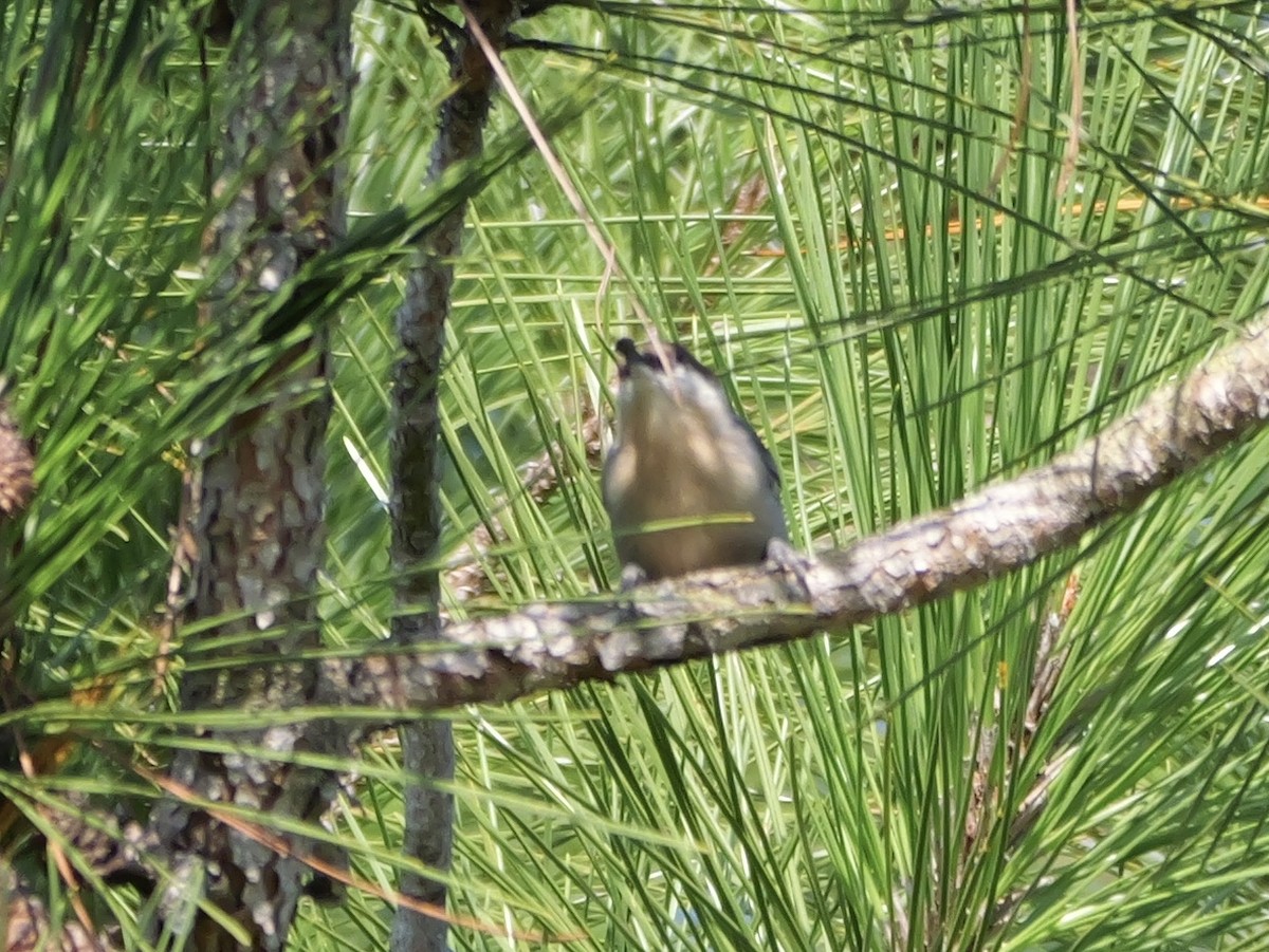 Brown-headed Nuthatch - ML641935968