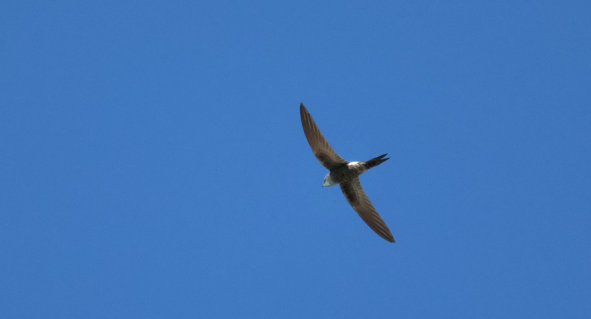 Pacific Swift - ML641935973