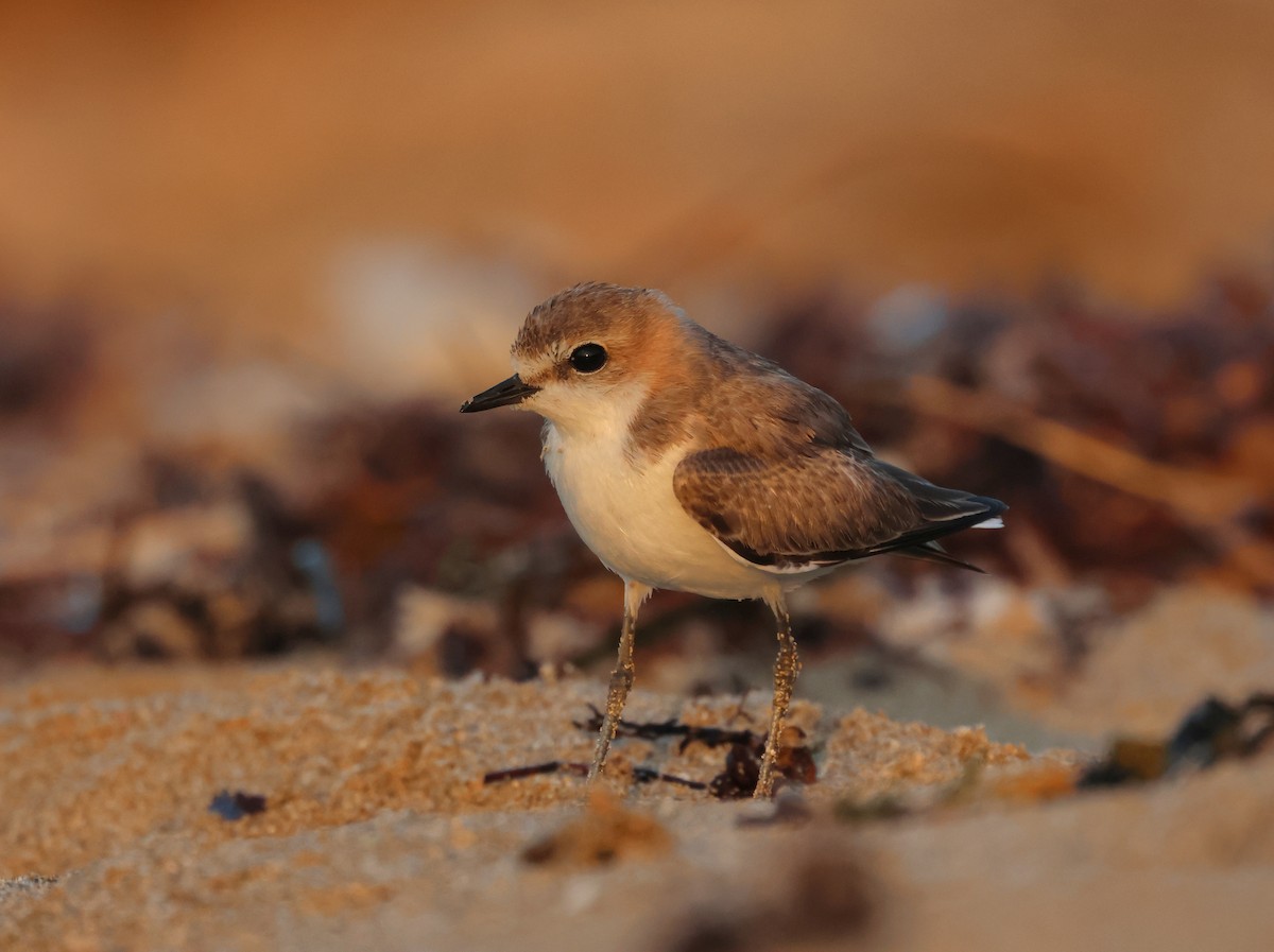 Red-capped Plover - ML641935987