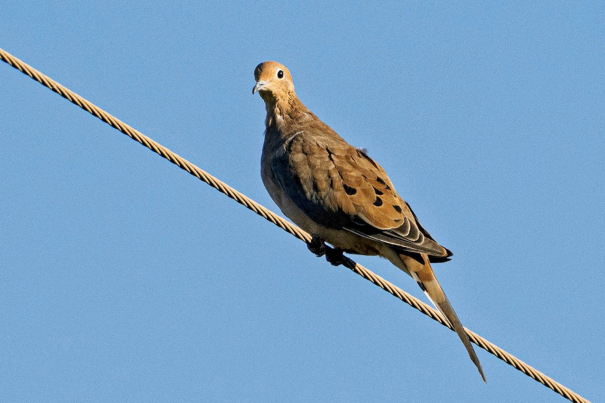 Mourning Dove - ML641936010