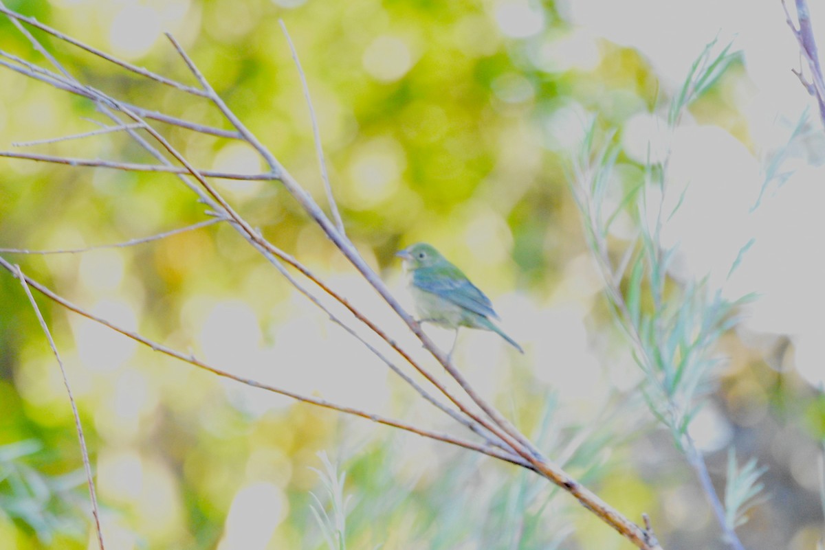 pavespurv - ML641936018