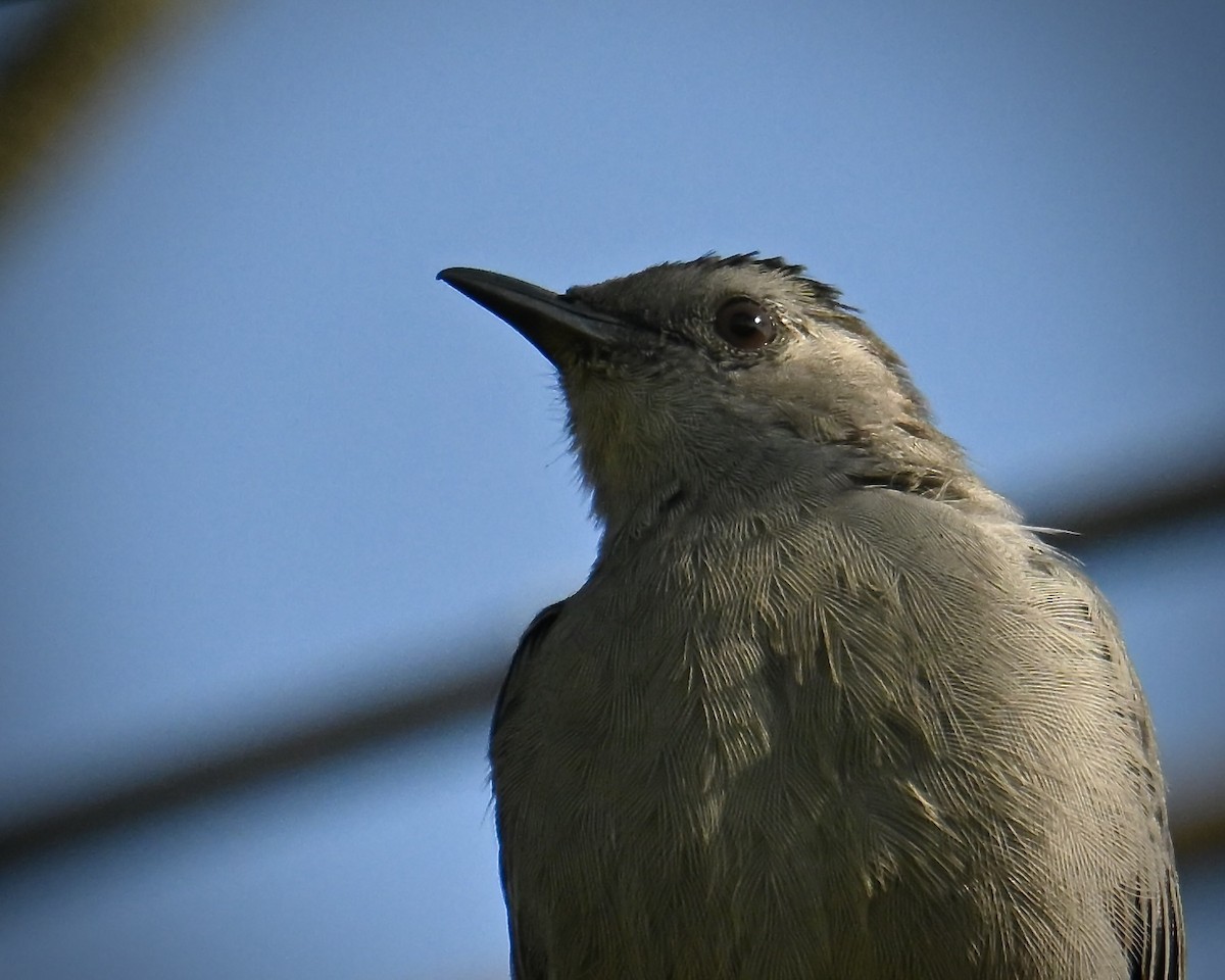 Gray Catbird - ML641936021