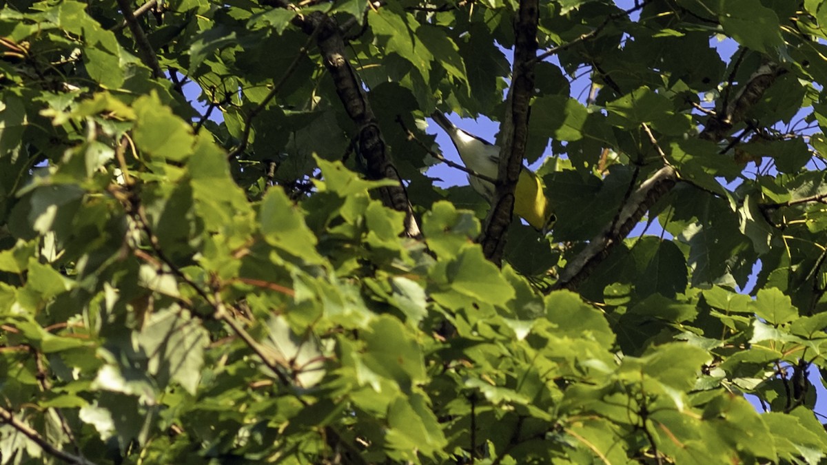 Sarı Gerdanlı Vireo - ML641936032