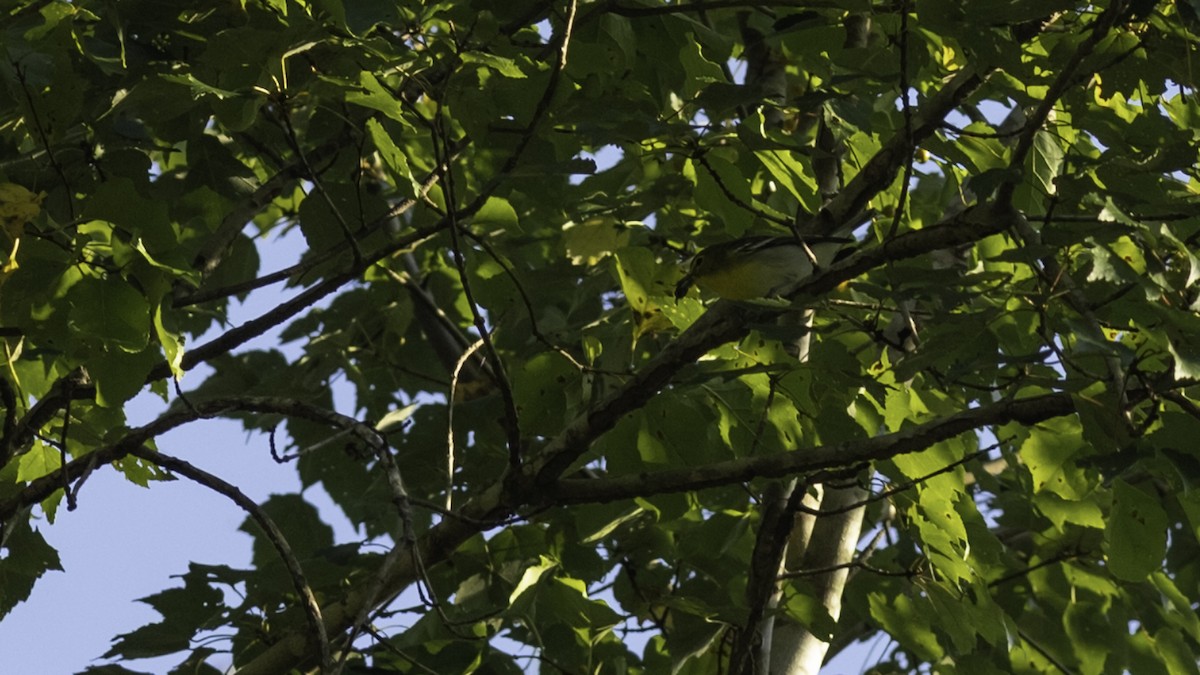 Sarı Gerdanlı Vireo - ML641936033