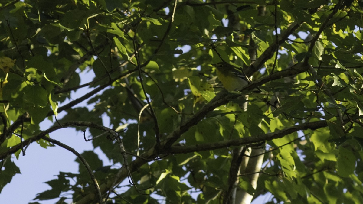 Sarı Gerdanlı Vireo - ML641936036