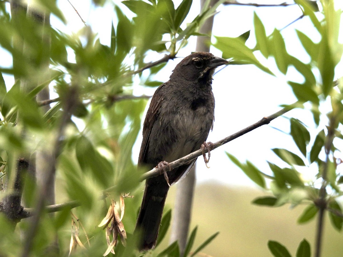 Five-striped Sparrow - ML641936058