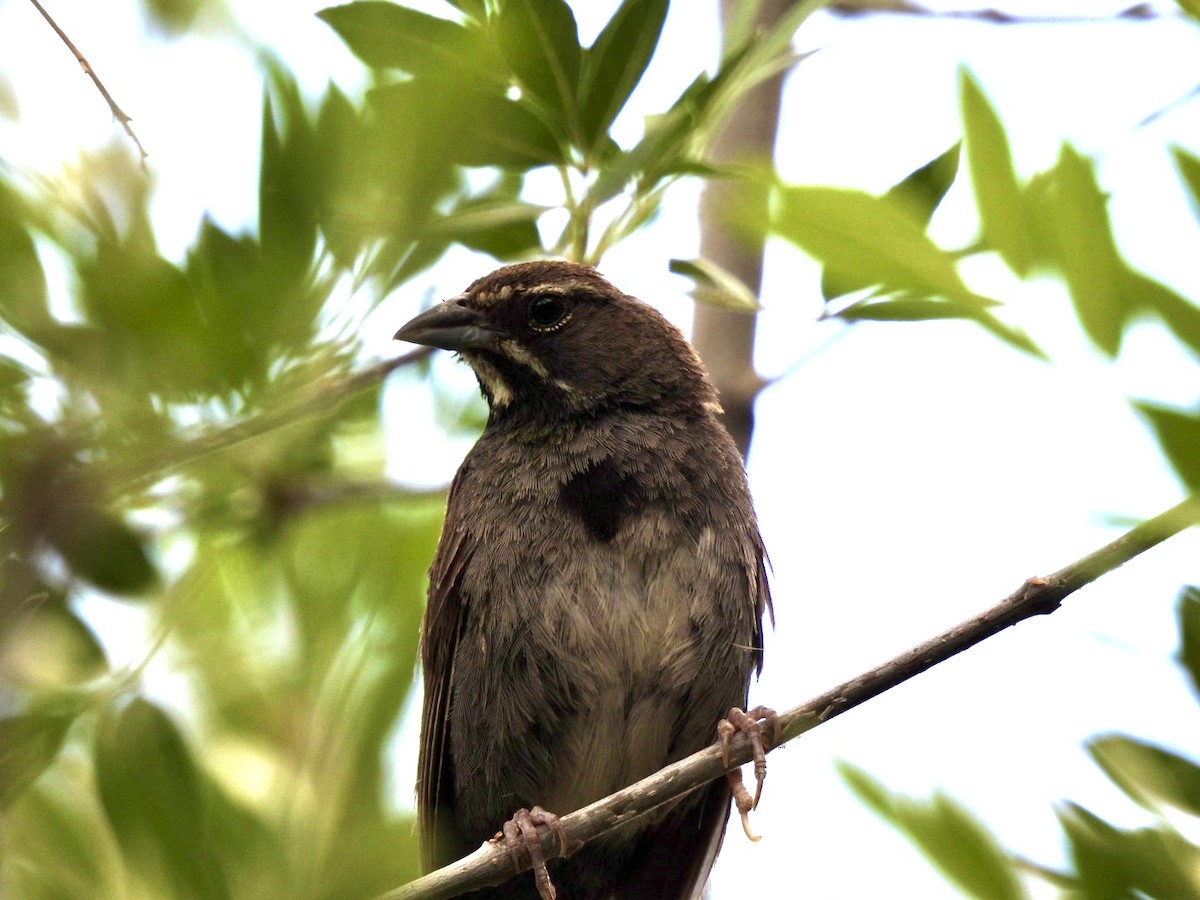 Five-striped Sparrow - ML641936059