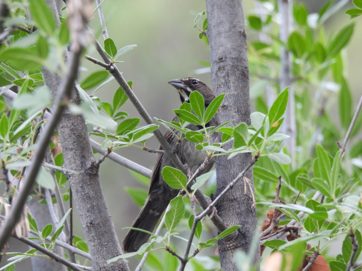 Five-striped Sparrow - ML641936060