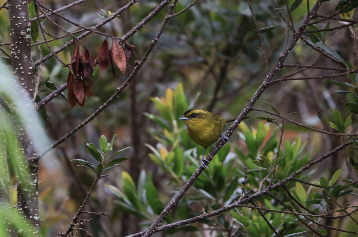 Parodi's Hemispingus - ML641936067