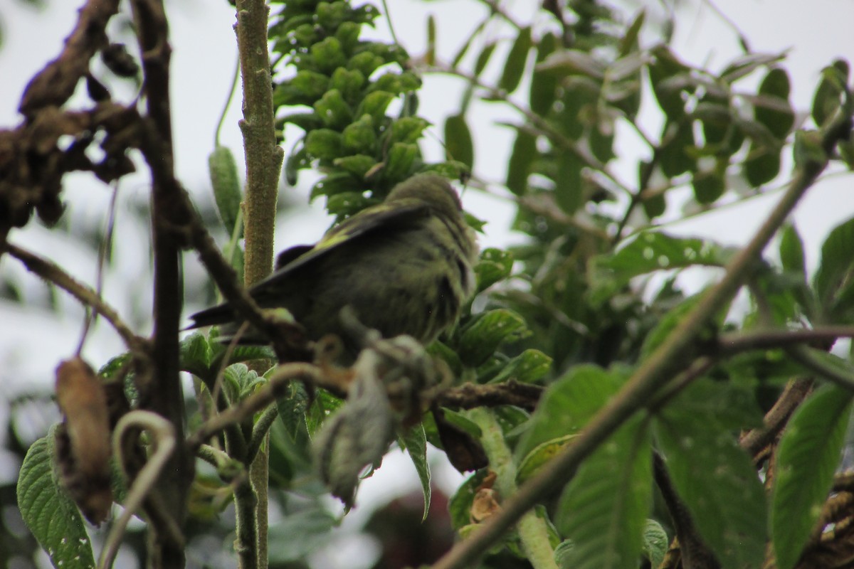 Hooded Siskin - ML641936101
