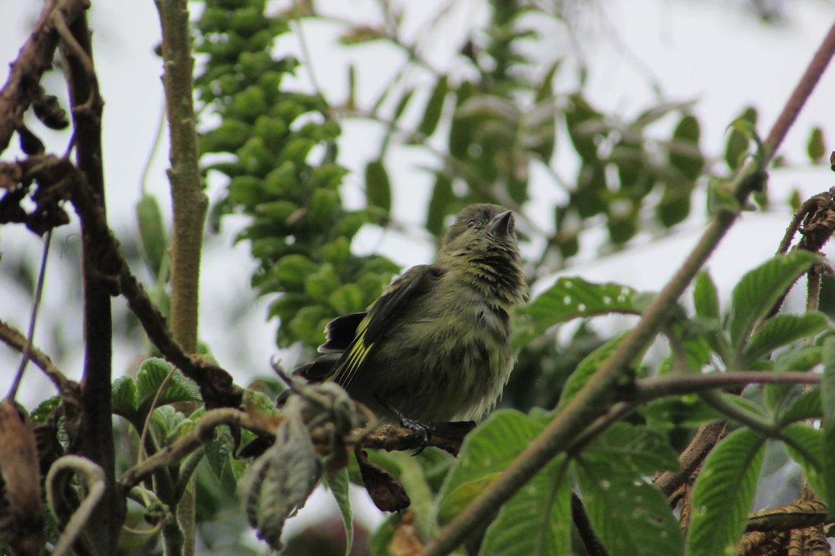 Hooded Siskin - ML641936102