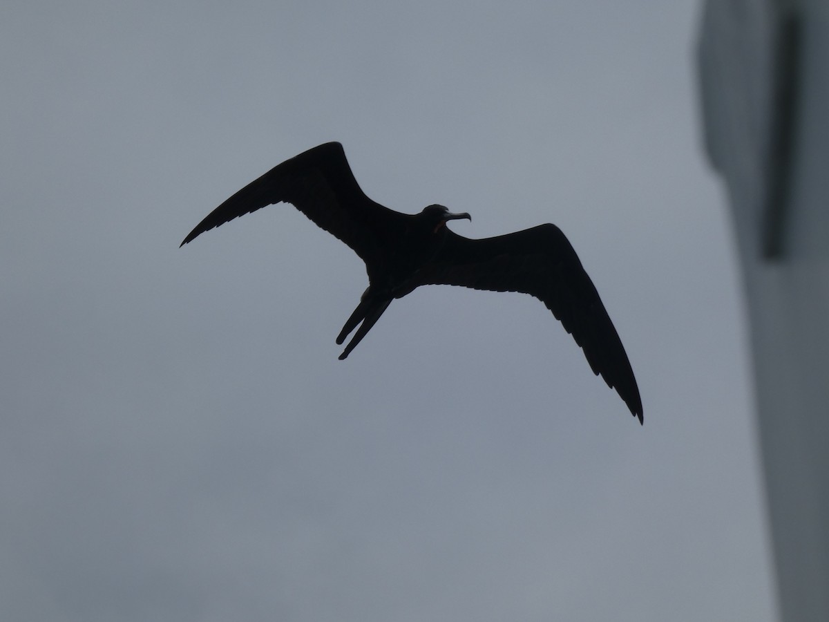 Magnificent Frigatebird - ML641936120