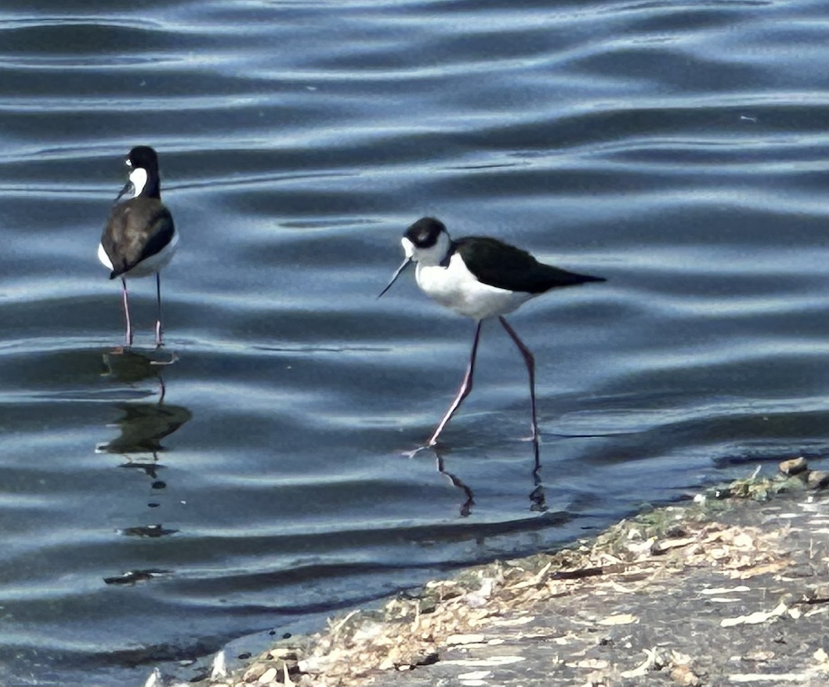 Black-necked Stilt - ML641936123