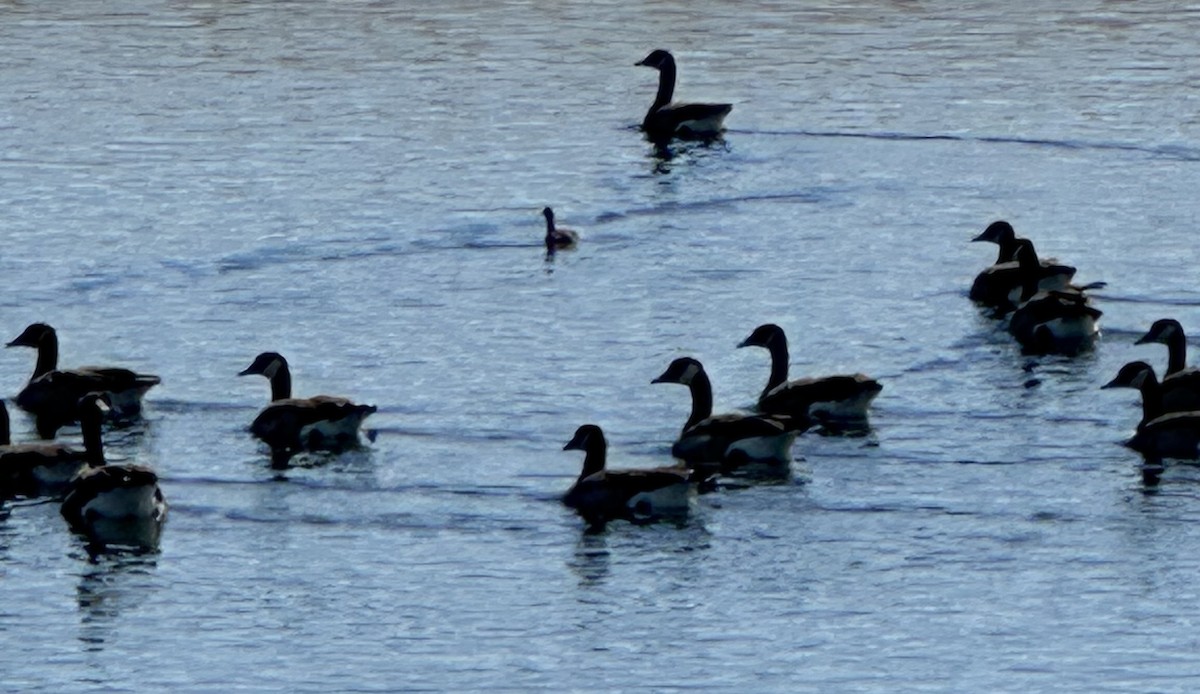 Eared Grebe - ML641936149