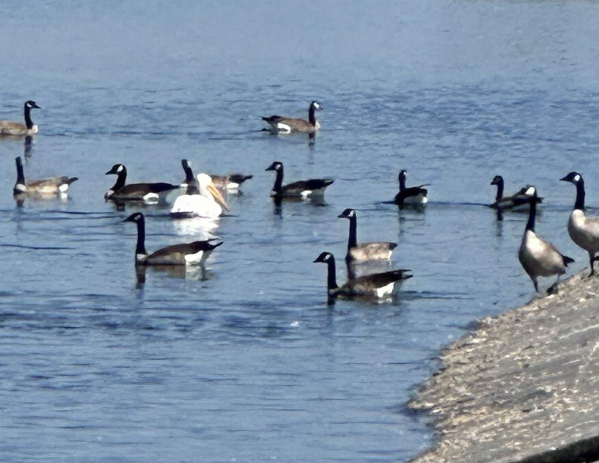 American White Pelican - ML641936167