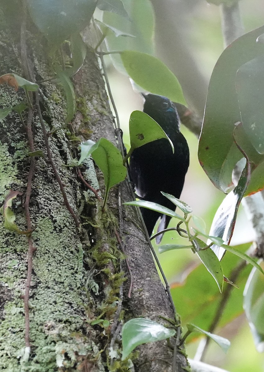 Natewa Silktail - ML641936180