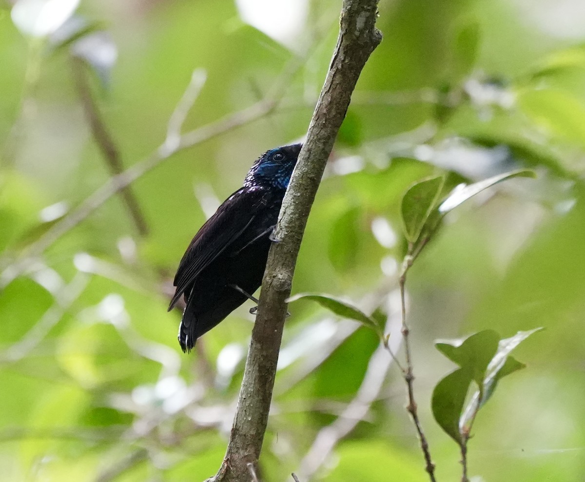 Natewa Silktail - ML641936181