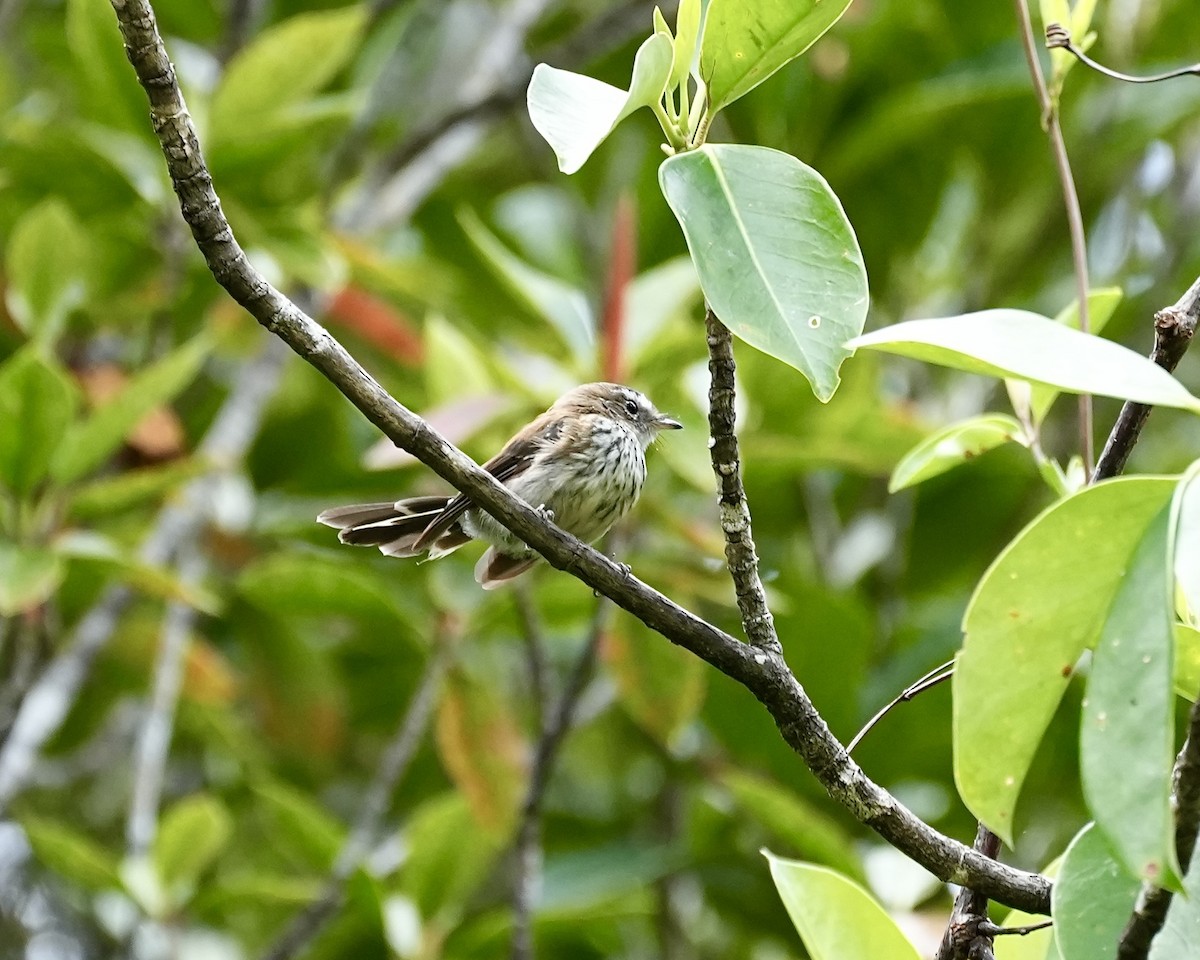 Fiji Streaked Fantail - ML641936185