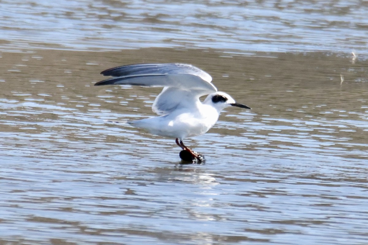 Forster's Tern - ML641936188