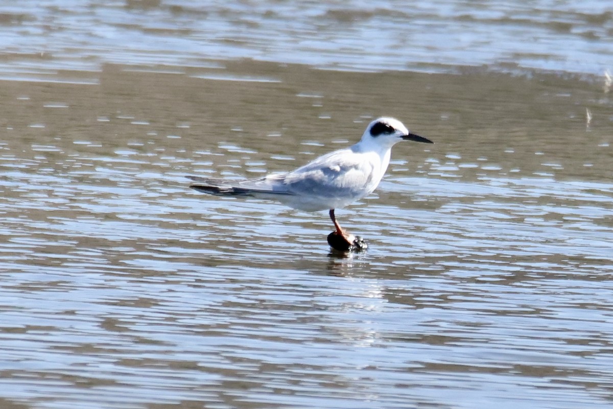Forster's Tern - ML641936189