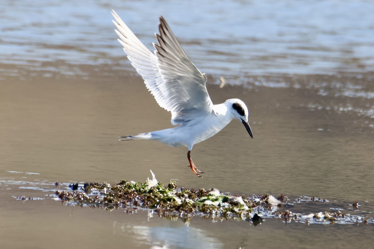 Forster's Tern - ML641936191