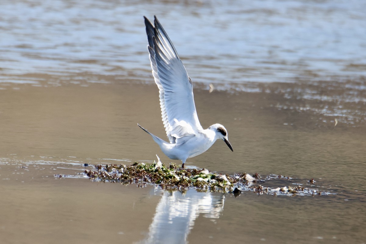 Forster's Tern - ML641936192