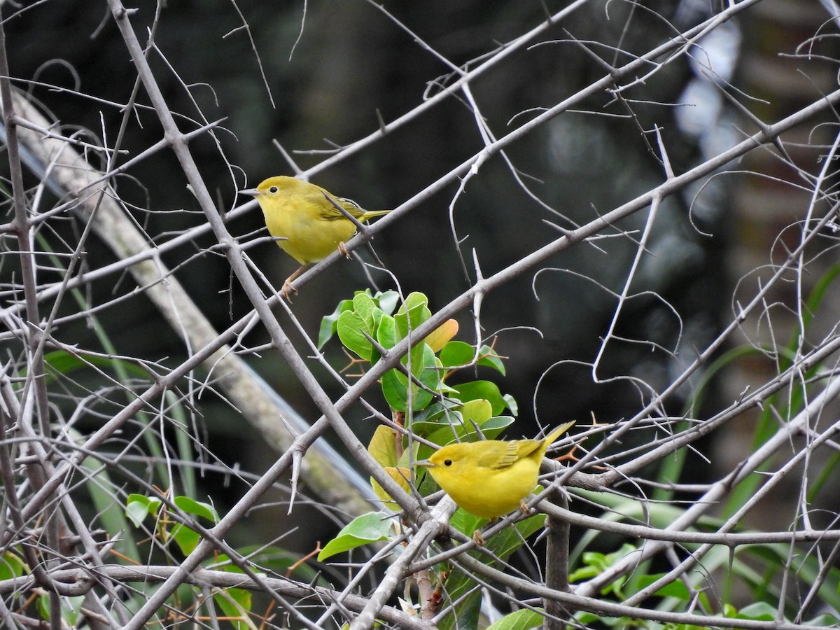 Yellow Warbler - ML641936193