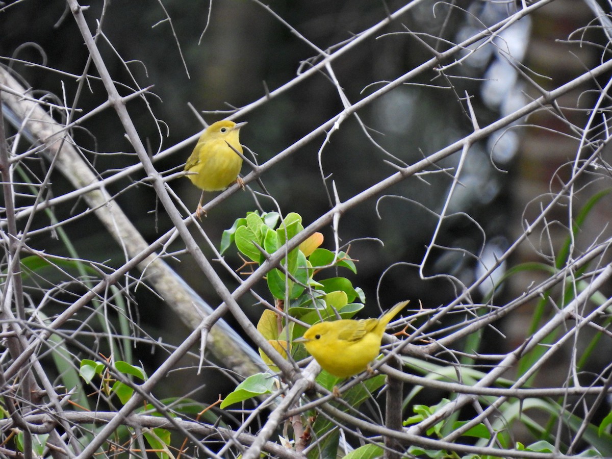 Yellow Warbler - ML641936194