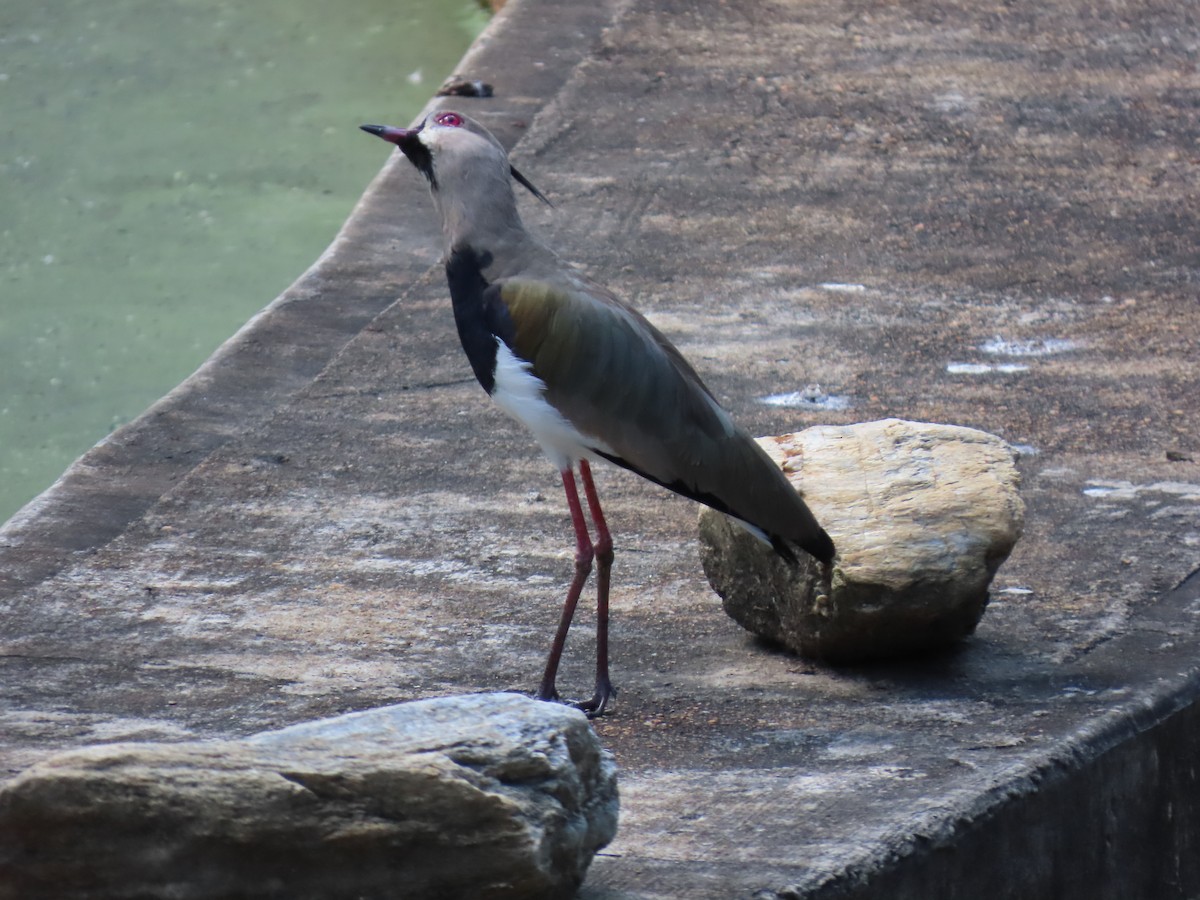 Southern Lapwing - ML641936198