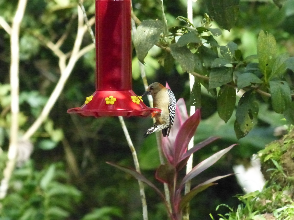 Red-crowned Woodpecker - ML641936199