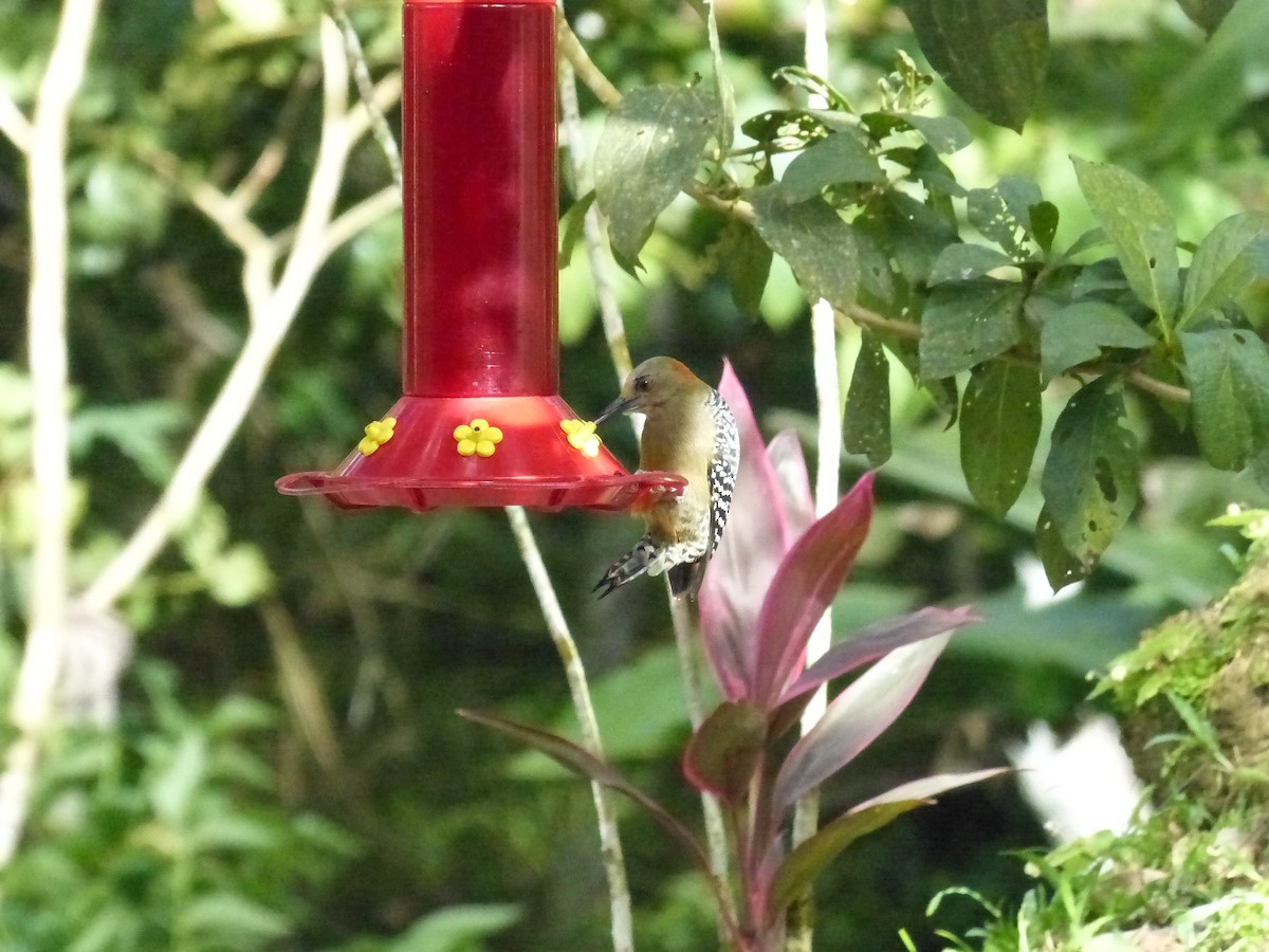 Red-crowned Woodpecker - ML641936200
