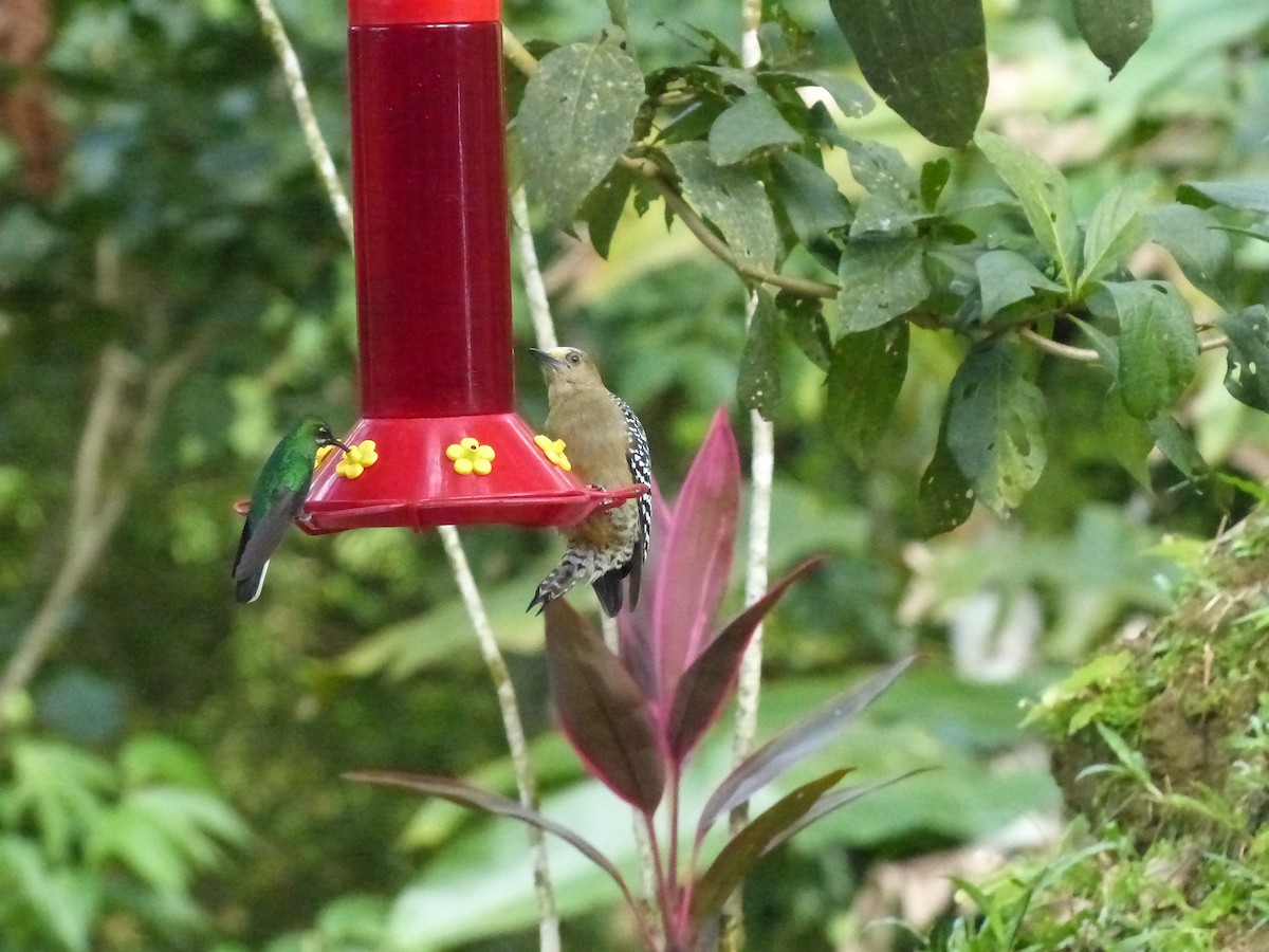Red-crowned Woodpecker - ML641936201