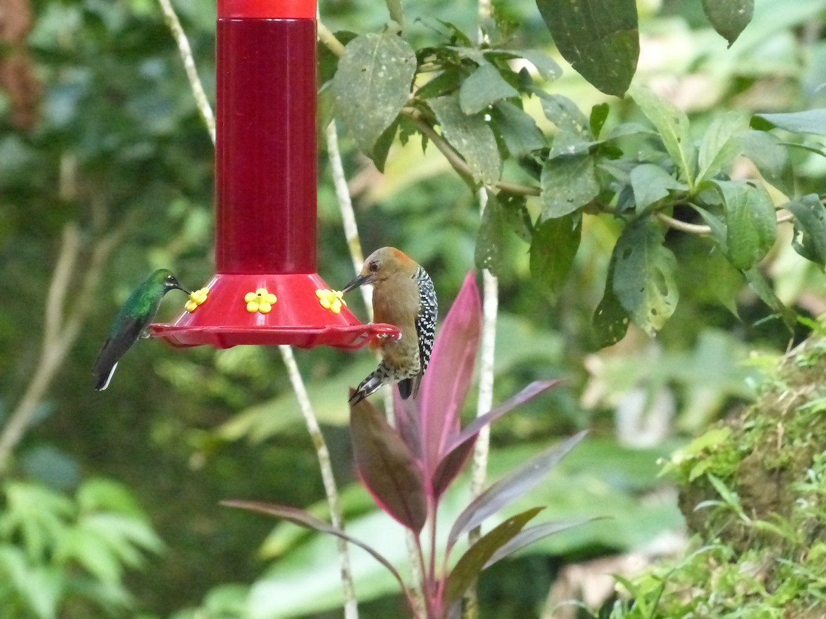Red-crowned Woodpecker - ML641936202