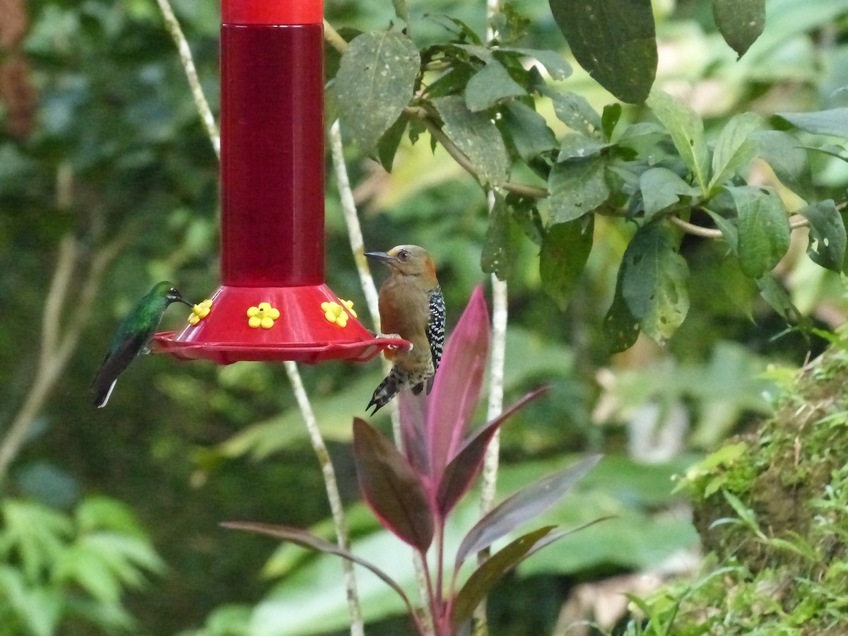 Red-crowned Woodpecker - ML641936203