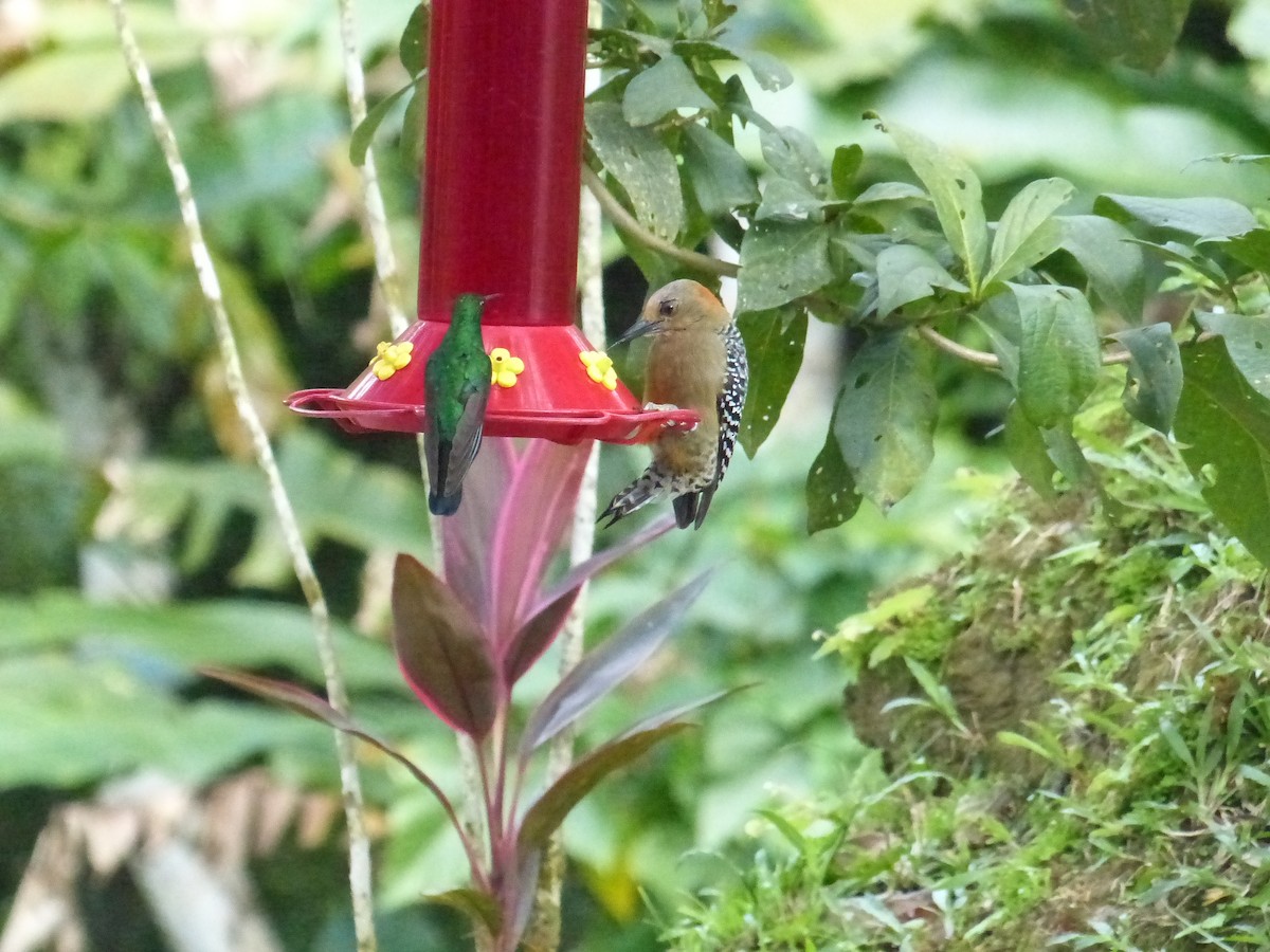 Red-crowned Woodpecker - ML641936205