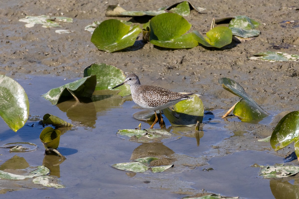 Lesser Yellowlegs - ML641936206
