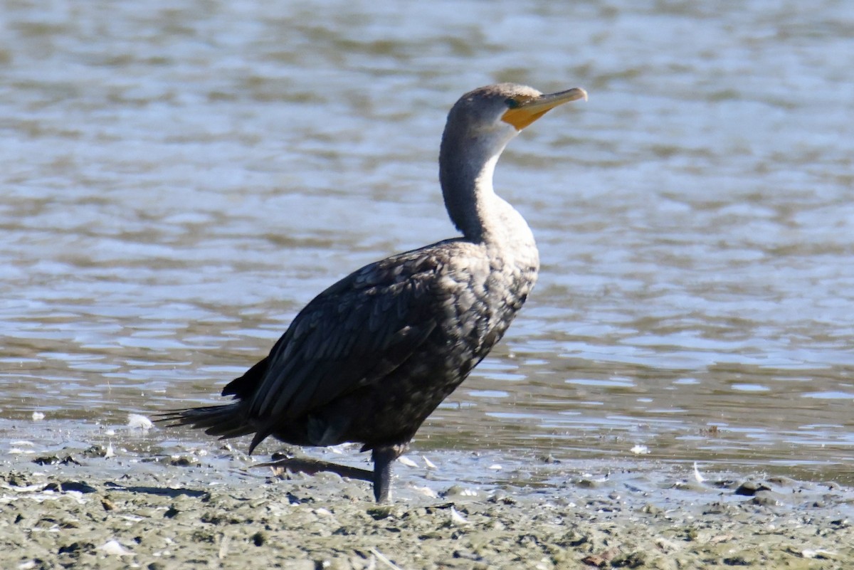 Double-crested Cormorant - ML641936207