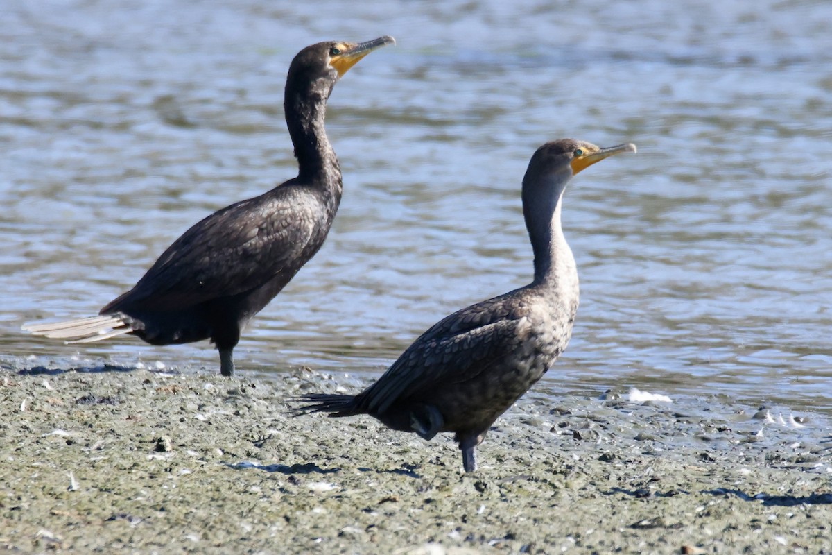 Double-crested Cormorant - ML641936208