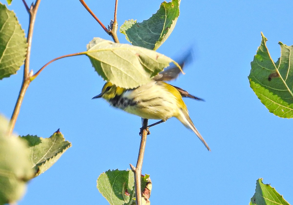 Black-throated Green Warbler - ML641936210