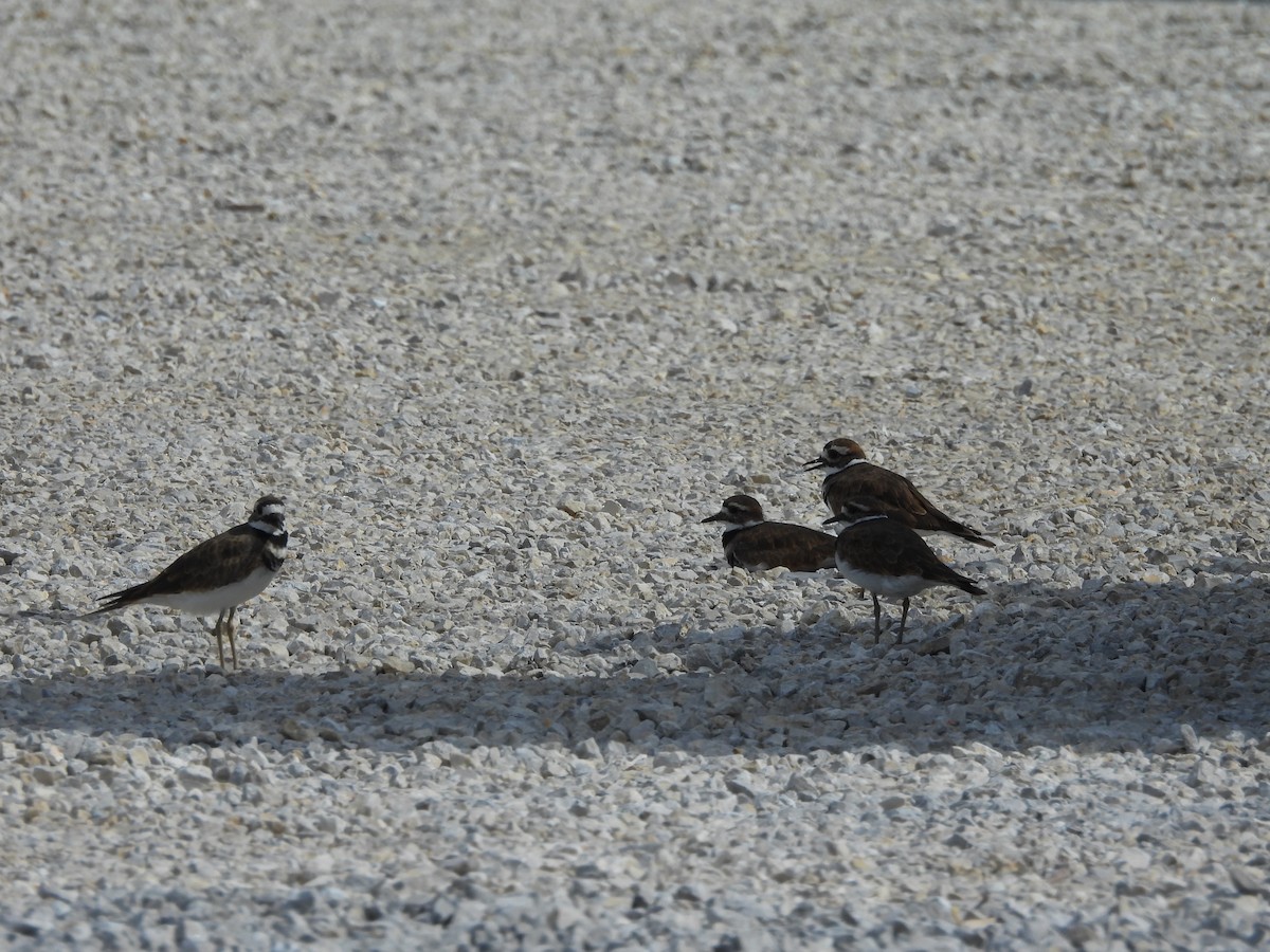 Killdeer - ML641936218