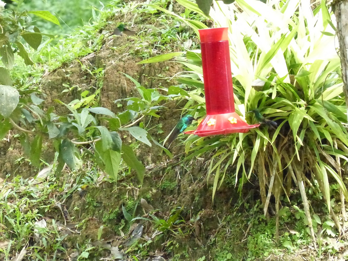 White-tailed Sabrewing - ML641936219