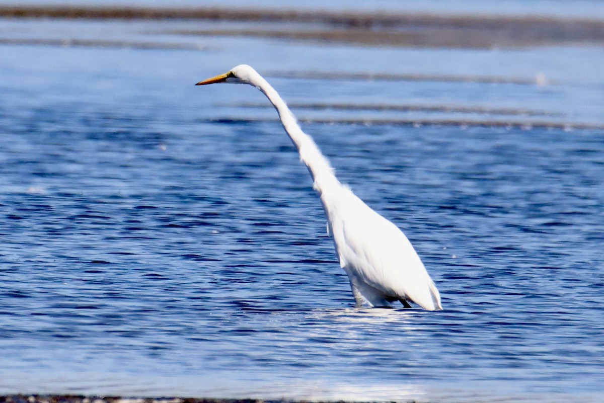 Great Egret - ML641936224