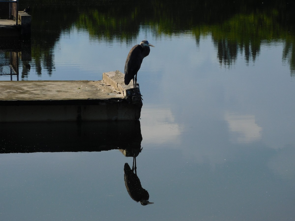 Great Blue Heron - ML641936225