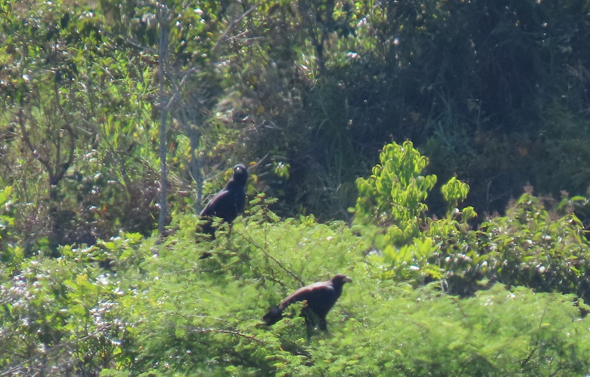 Great Black Hawk - ML641936228