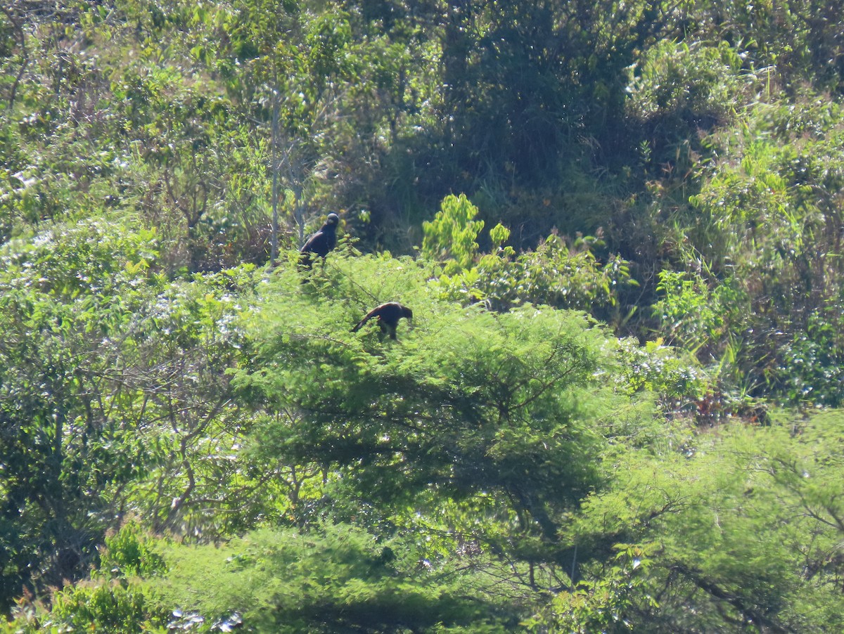 Great Black Hawk - ML641936229